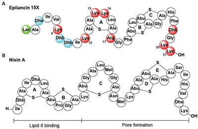 Investigation into the mechanism of action of the antimicrobial peptide epilancin 15X